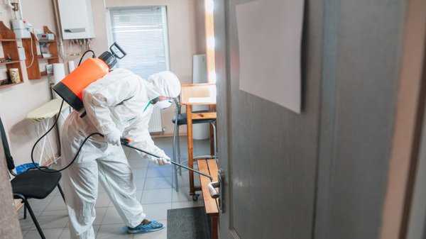 Que faire en cas d'invasion de cafards ou de blattes ?